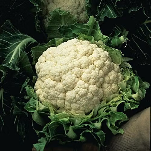 Thompson and Morgan Walcheren Winter Pilgrim Spring Cauliflower Seeds, White, 1x Packet (Approx. 50 Seeds)