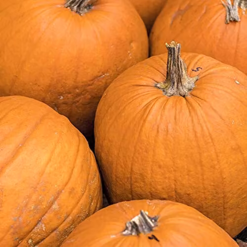 Thompson and Morgan Jack of All Trades Pumpkin Vegetable Seeds, 10 Seeds per Pack