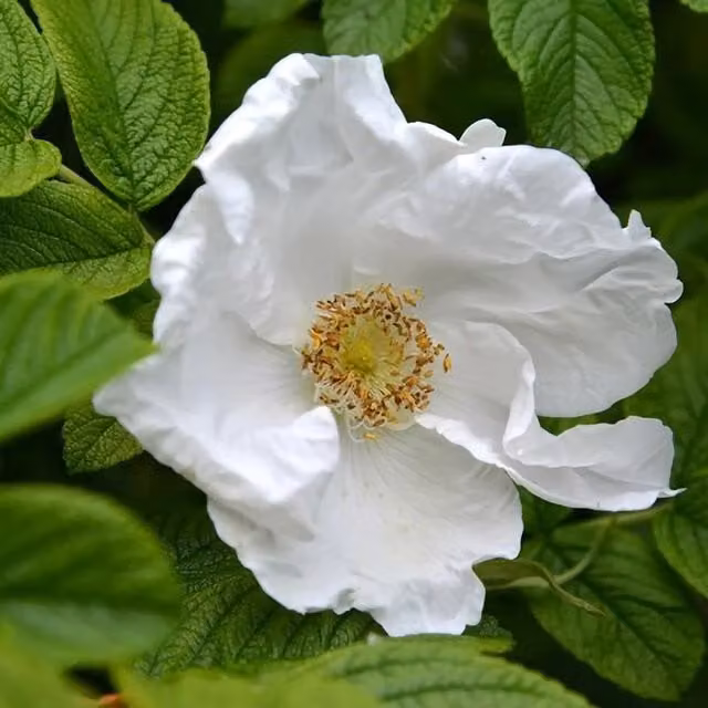 Plant Theory Rugosa Alba White Japanese Hedging Rose with White and Yellow Flowers, 4L Pot