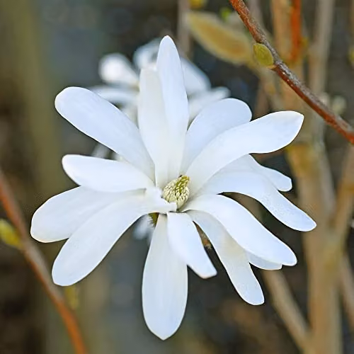 Thompson and Morgan Star Magnolia stellata Royal Star White Flowering Ornamental Shrub, 3.5 Litre Potted Plant – 4
