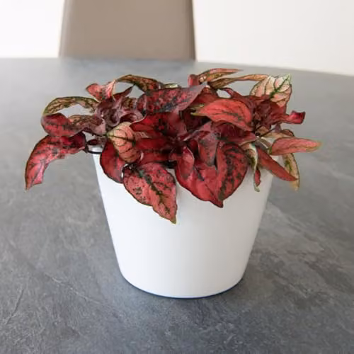 Thompson & Morgan Hypoestes Phyllostachya Red Polka Dot Plant with Red and Green Foliage, Pack of 3 x 9cm Pots