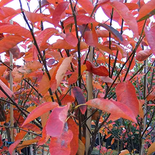 Thompson & Morgan Amelanchier Canadensis Hardy Perennial Ornamental Flowering Tree in a 3 Litre Pot