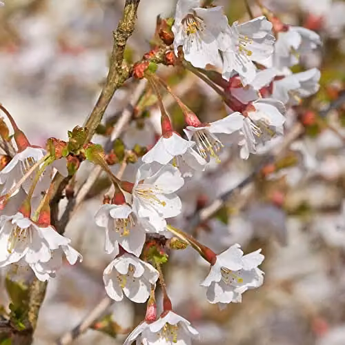 Thompson & Morgan Prunus incisa Kojo-No-Mai Fuji Ornamental Cherry White Spring Blossom Hardy Shrub, 3 x 9cm Potted Plants – 7