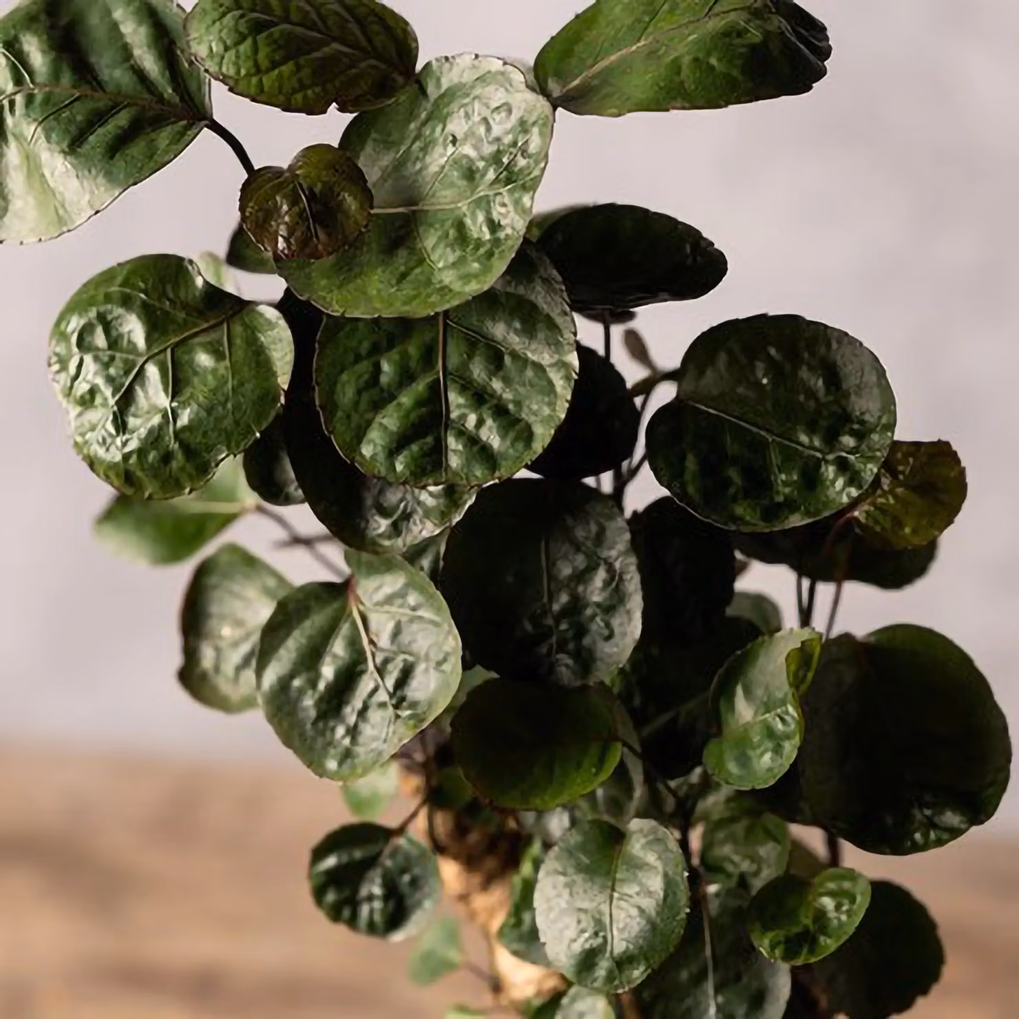 Primrose Polyscias Fabian Aralia Green Indoor Houseplant in a 12cm Pot – 2