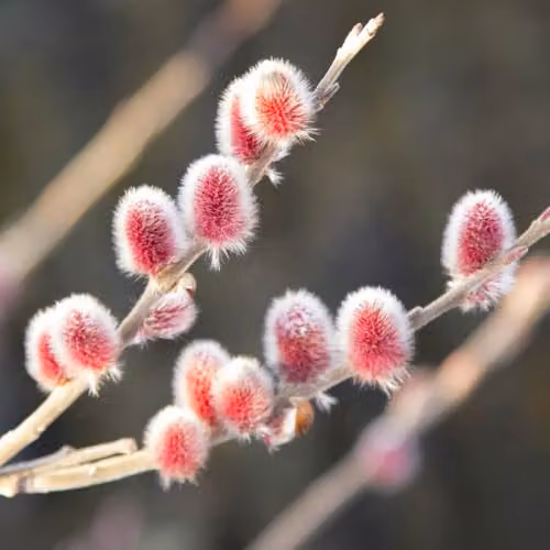 YouGarden Japanese Pink Pussy Willow Salix gracilistyla Mount ASO Standard Ornamental Tree – 2