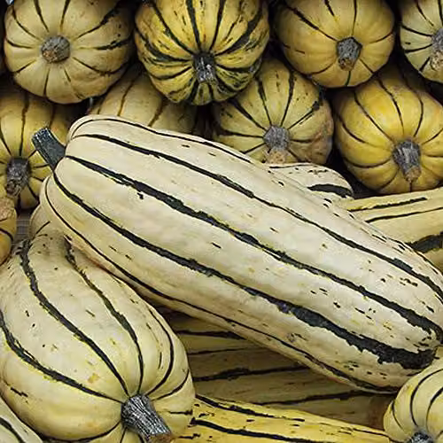 Thompson and Morgan Honeyboat Delicata Squash Seeds, 5 Seeds per Packet – 1