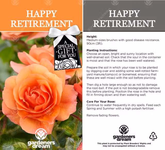 Gardeners Dream Happy Retirement Orange Rose Bush Ornamental Shrub