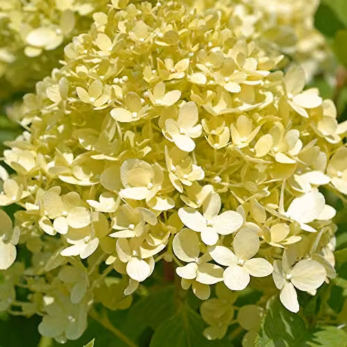 Thompson and Morgan Hydrangea Limelight Standard Deciduous Ornamental Shrub with Lime-Green and White Flowers, 4.5 Litre Pot – 2