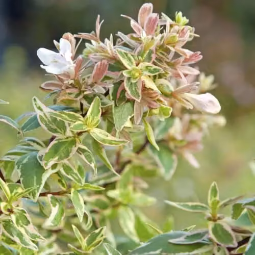 Thompson & Morgan Abelia x grandiflora Sparkling Silver Hardy Evergreen Ornamental Shrub with Pink and Silver Foliage, 3 Litre Potted Plant – 1