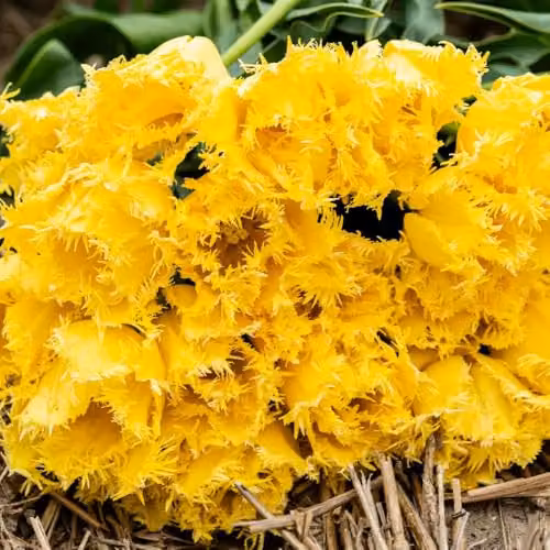 Thompson & Morgan Tulip Sunny Time Yellow Fringed Spring Bulbs, 8 Bulbs – 3
