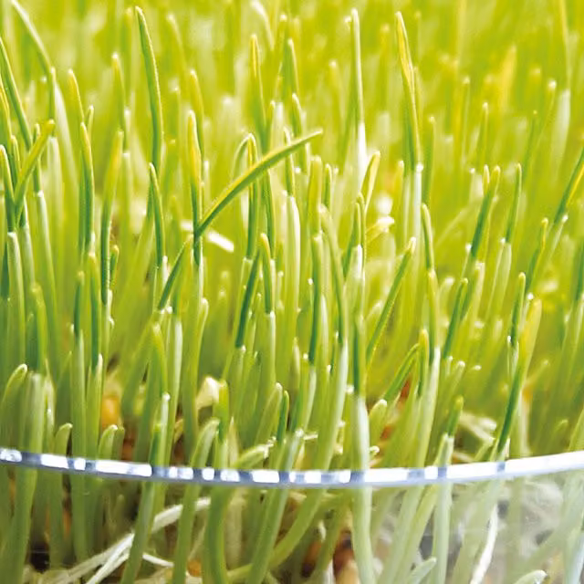 Unwins Green Wheatgrass Sprouting Herb Seeds