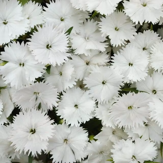 Plants by Post Dianthus Hardy White Fragrant Perennial Garden Plants, 2 x 1L Pots