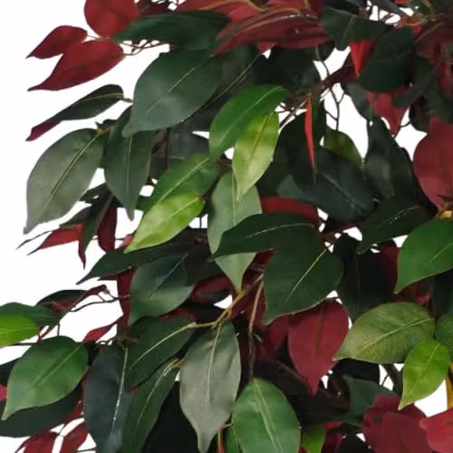 Leaf Artificial Capensia Ficus Tree in Red and Green, Height: 120 cm – 2