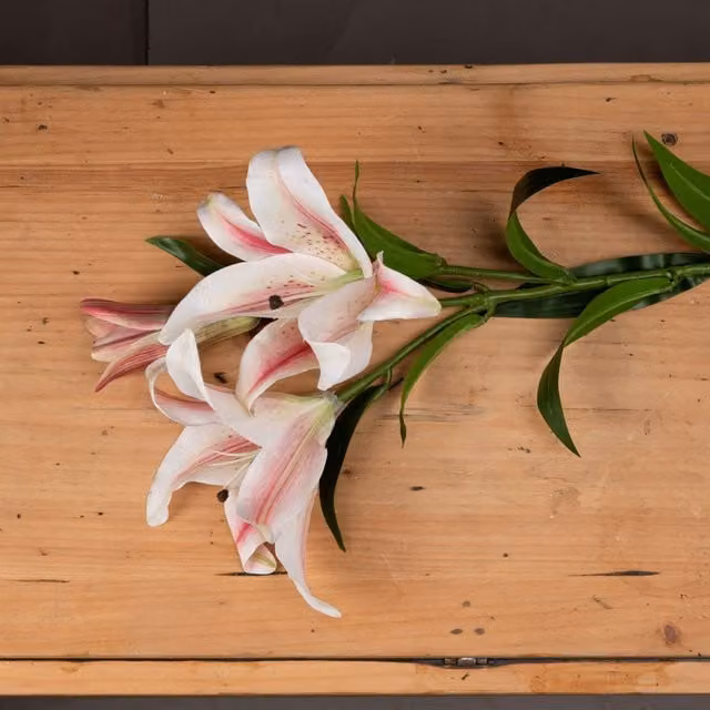 Love Lace White Stargazer Lily Artificial Flower