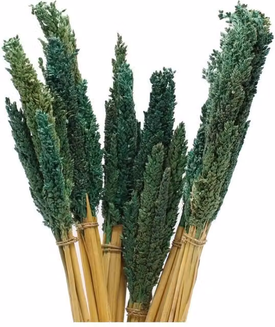 KDMD Vibrant Cantal Grass Bunch Dried Floral Decor in Green, 50 cm
