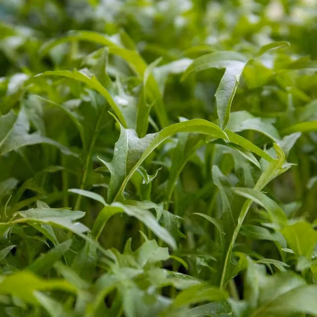 Unwins Spicy Salad Vegetable Seeds, Green
