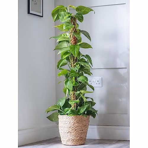 Thompson & Morgan Epipremnum aureum Ceylon Creeper Indoor Climbing House Plant with Golden and Green Foliage, 1 x 12cm Pot