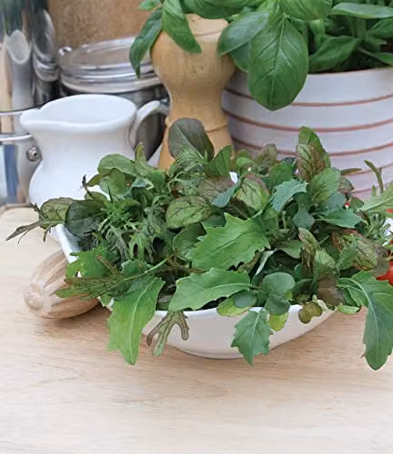 Johnsons Mixed Leaves Elegance Red and Green Seeds – 3
