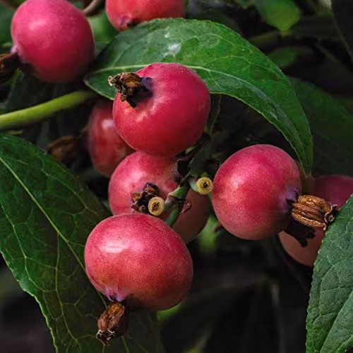 Thompson and Morgan Unusual Pink Fruit Blueberry Garden Plant, 1 x 9cm Potted Plant – 2