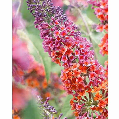Thompson & Morgan Buddleia Flower Power Scented Ornamental Shrub in a 2L Pot