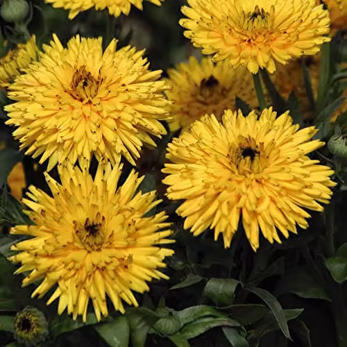 Thompson and Morgan Calendula officinalis Calexis Yellow English Pot Marigold Hardy Annual Flower Seeds, 20 Seeds – 1