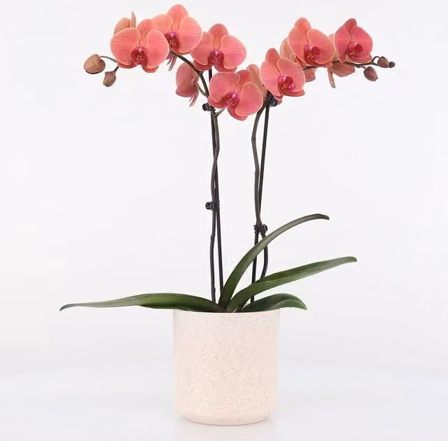 Primrose Pink Phalaenopsis Asian Coral Moth Orchid in a 12cm Pot, Height: 65 cm