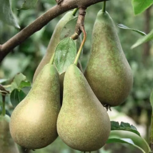 Thompson & Morgan Conference Pear Fruit Tree, 4 Litre Potted Plant – 1