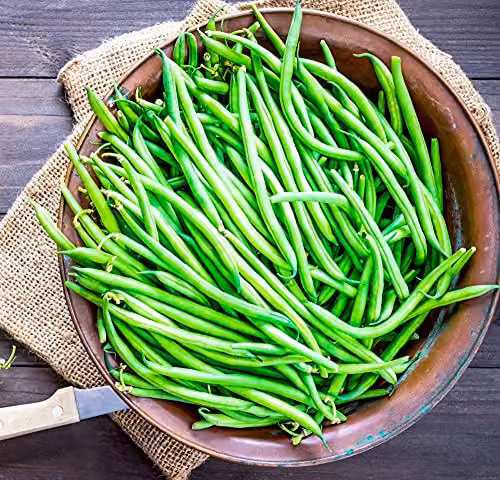 Thompson and Morgan Dwarf French Bean Compass Green Seed Packet