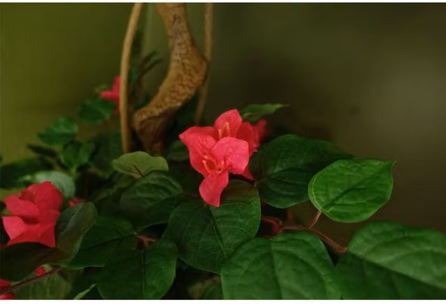 Botanik UK Pink Japanese Artificial Silk Bougainvillea Tree