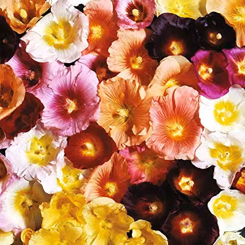Thompson and Morgan Hollyhock Antwerp Mixed Alcea ficifolia Hardy Perennial Flower Seeds, 50 Seeds (Multicolour)