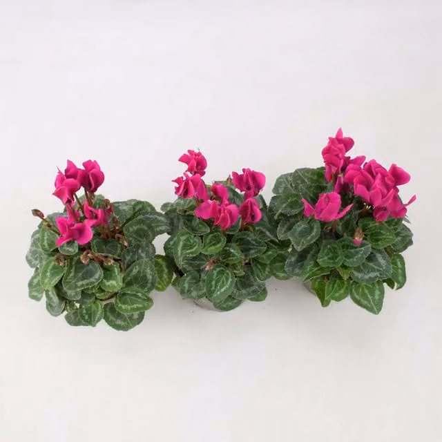 Plants by Post Purple Cyclamen Bedding Plants, Pack of 3, 9cm Pots