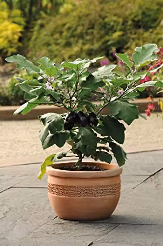 Johnsons Purple Aubergine Patio Baby F1 Vegetable Seeds – 3