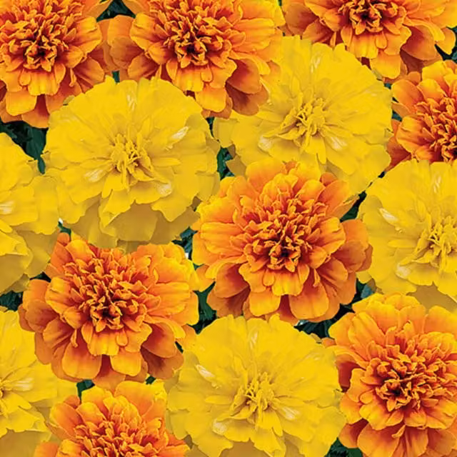 Unwins Marigold French Citrus Mix Yellow Flower Seeds
