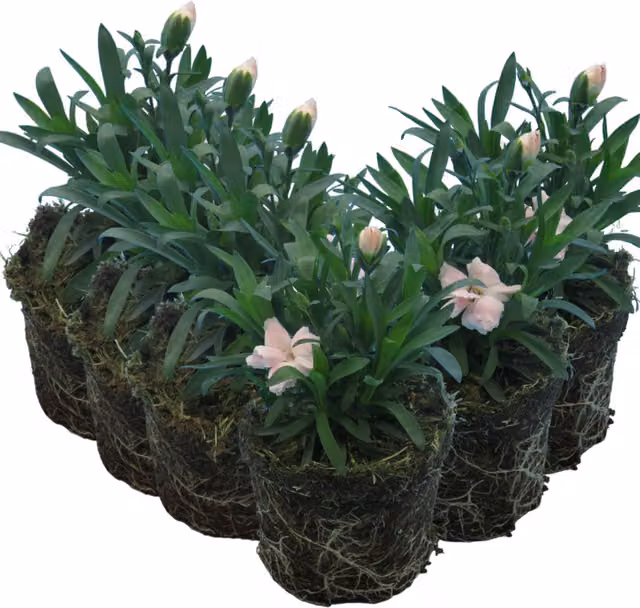 Plants by Post White Potted Ornamental Shrub