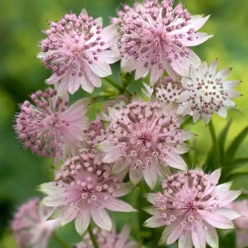 Thompson and Morgan Astrantia Buckland Silver-Pink Masterwort Perennial, 2 x 9cm Pots