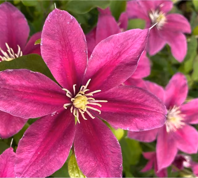 Plants By Post Clematis Acropolis Evipo078 Red Climber Plant