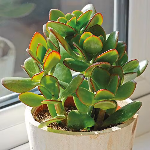 Thompson & Morgan 2 Crassula Ovata Jade Plant Succulents with Green Leaves in 12cm Pots – 4