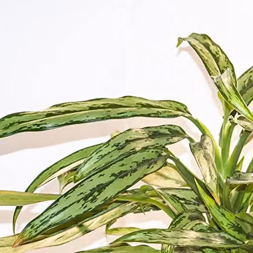 Thompson & Morgan Aglaonema Cutlass Chinese Evergreen Indoor Houseplant with Silver and Green Foliage, 1 x 12cm Pot