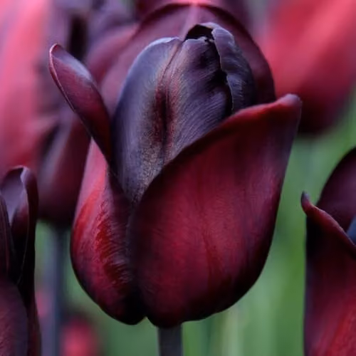 Thompson & Morgan Tulip Ronaldo Triumph Bulbs, 16 Bulbs, Rich Purple-Maroon