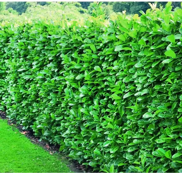 Direct Plants 10 x Green Cherry Laurel Hedging Plants in 2L Pots