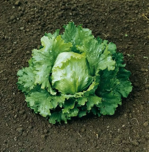 Marshalls Lakeland Garden Lettuce Seeds, 600 Seeds, Green High-Yield Head Lettuce