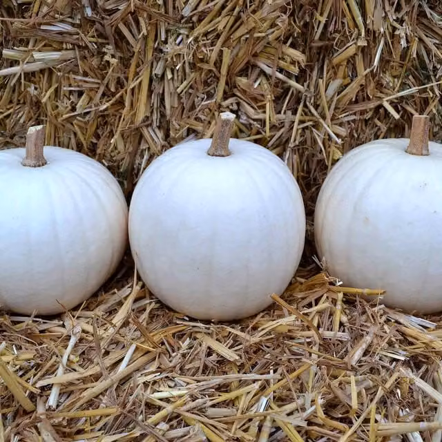 Marshalls Garden White Ghost Pumpkin Seeds, Cucurbita pepo, 6 Pack