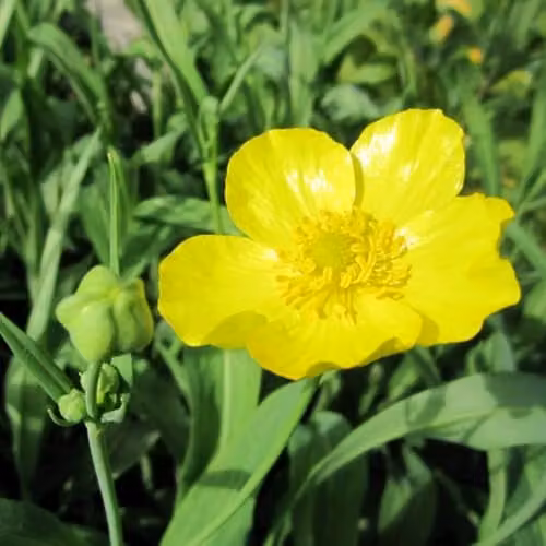 Thompson and Morgan Ranunculus Flammula Primrose Yellow Aquatic Perennial Plants, 3 x 9cm Pots – 1
