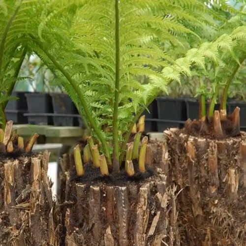 Thompson and Morgan Dicksonia Antarctica Australian Tree Fern, 2 x 2 Litre Potted Perennial Plants – 1