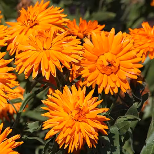 Thompson and Morgan Calendula officinalis Calexis Orange Marigold Flower Seeds, Approx. 50 Seeds