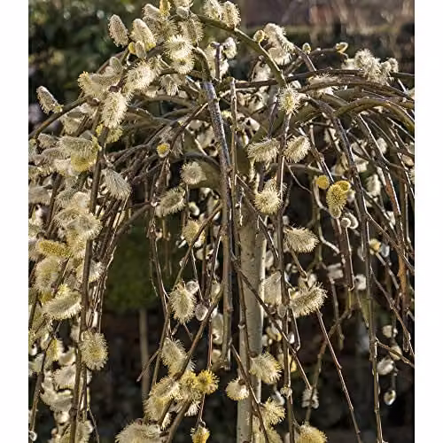 Thompson & Morgan Salix Kilmarnock Deciduous Willow Tree in a 5 Litre Pot