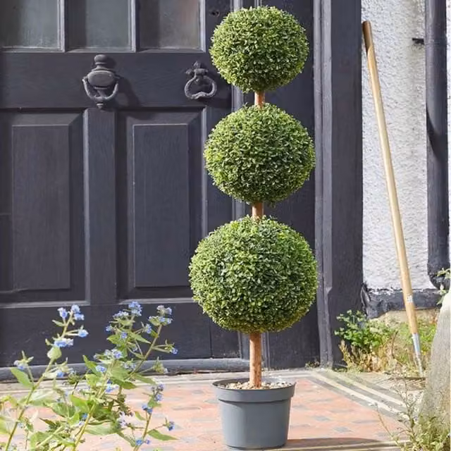 Garden Mile Trio Topiary Tabletop Tree in Green and Black