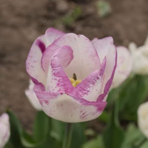Thompson & Morgan Tulip Shirley Hardy Ivory and Soft Purple Feathered Bulbs, 8 Bulbs