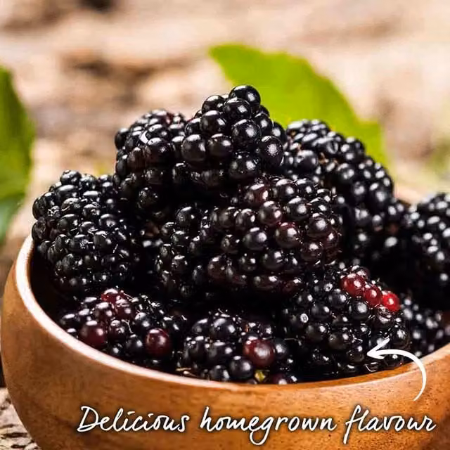 Marshalls Garden Blackberry Loch Tay Berry Bush, Black