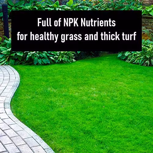 Ultima-Plus XP Grass Greening Superfood Granules Lawn Fertiliser, 2.5 kg – 2